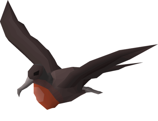 Frigatebird