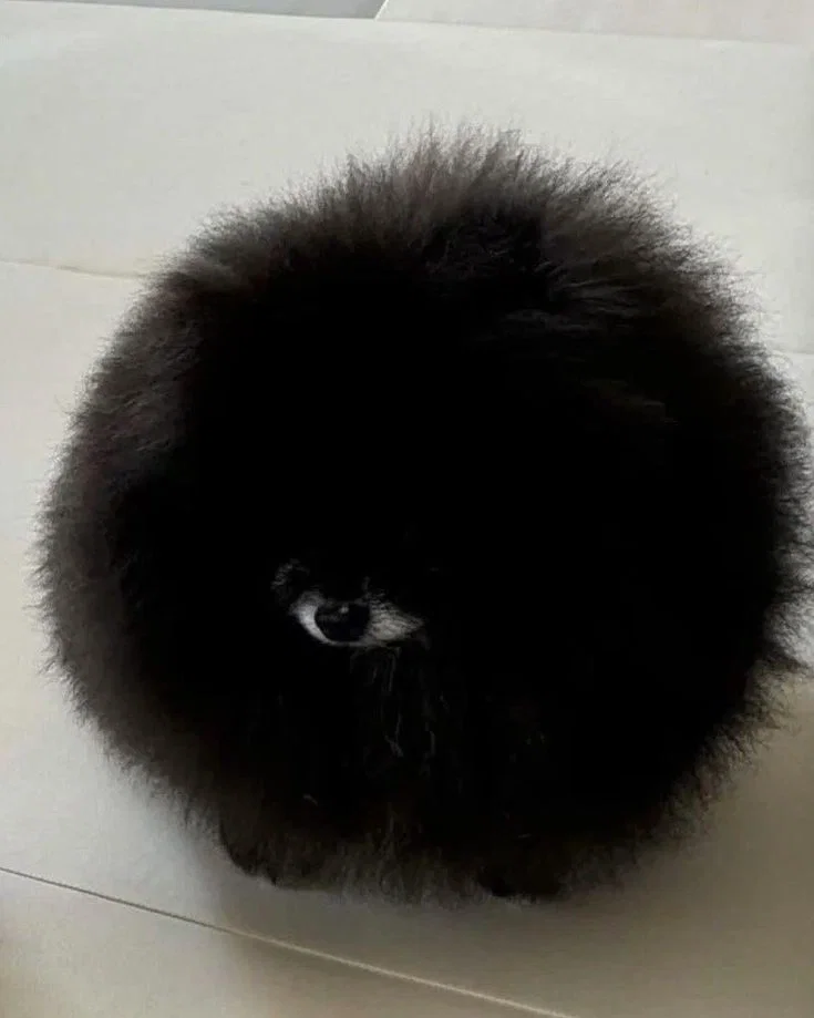 One eyed dog