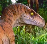 Roll, Sodaraptor