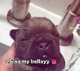QNA/Request Bot