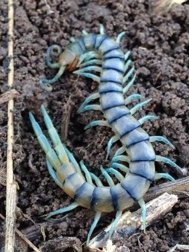 🐛Centipedetle🐛