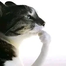 pondering.