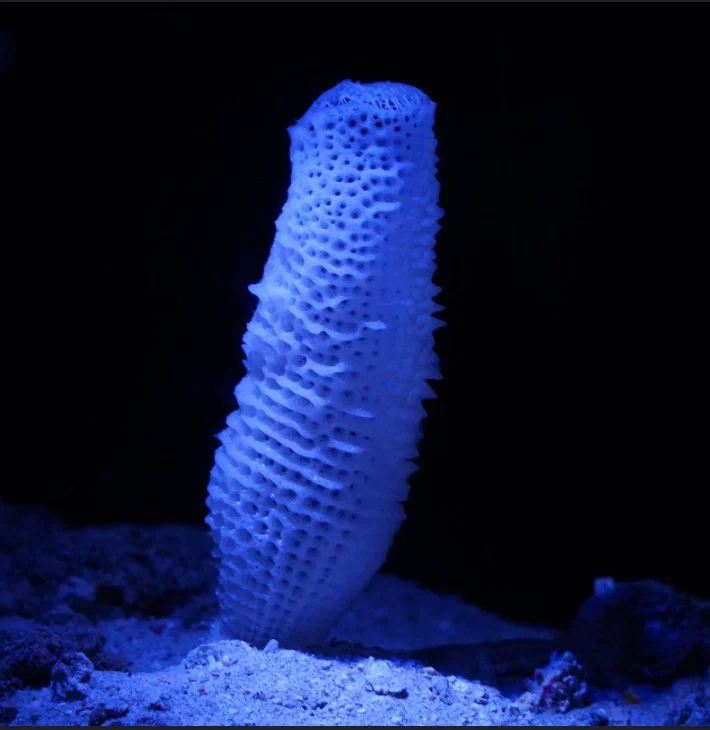 a lonely mutated sea sponge