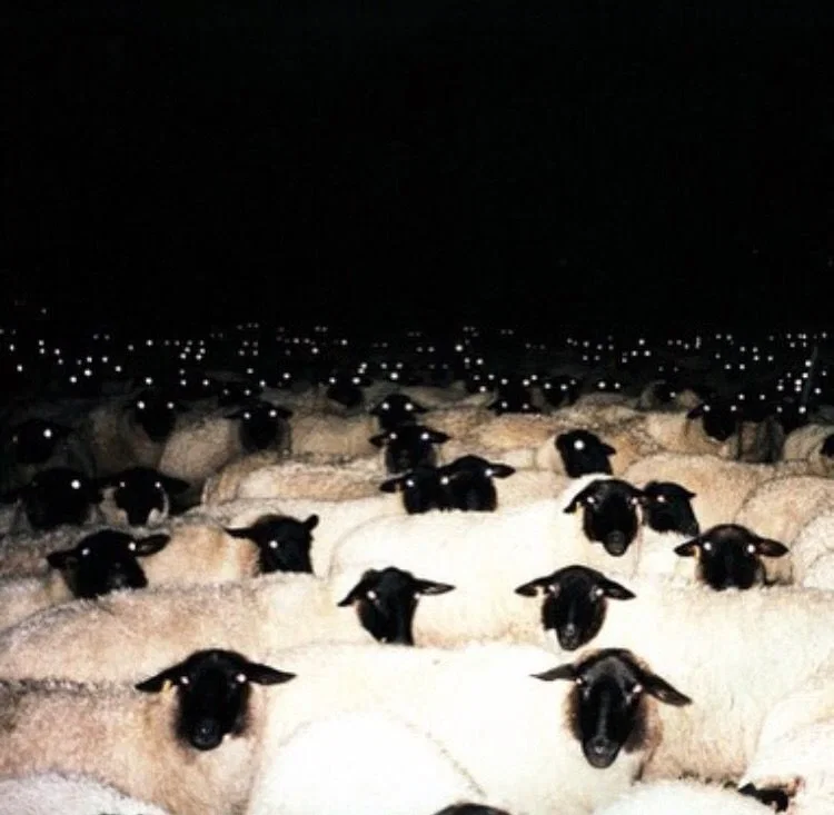 Protect Your Flock 