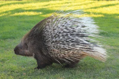 Old world porcupine 