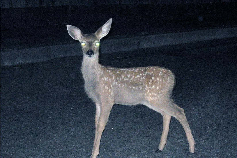 a deer