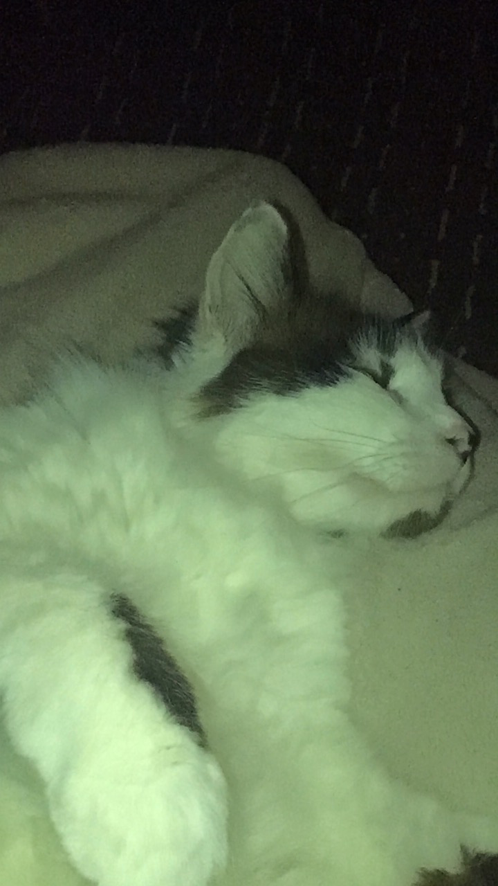 Update (and cat)