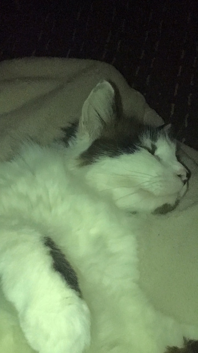 Update (and cat)
