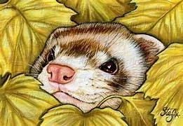 Ferret