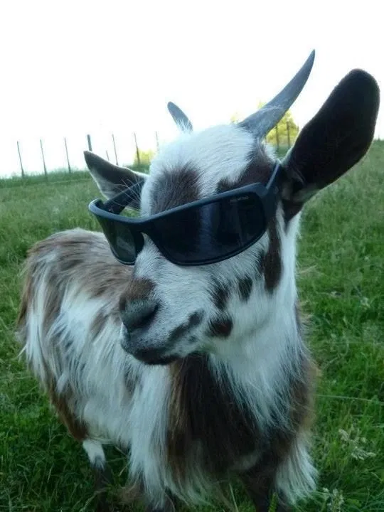 Information bot •☆°•🐐•°☆•