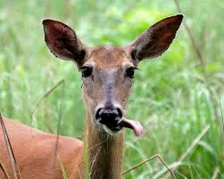 Buck