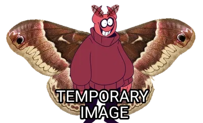 Moth Bob Velseb