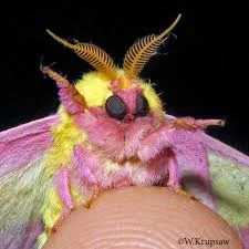 Primitive Alien World (Cute Moth People)