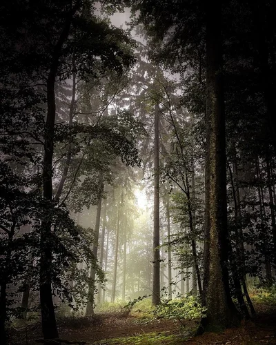 Demi-Human forest Redshall Woods