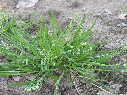 Low Token version of the Grass Wikipedia Bot