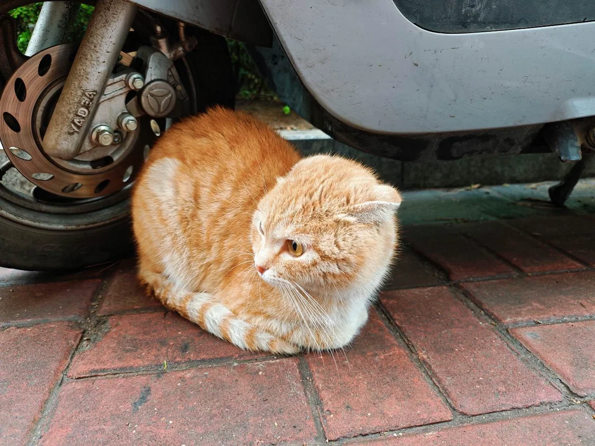 mew