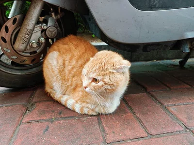 mew