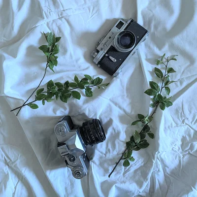 The Nature Photographer