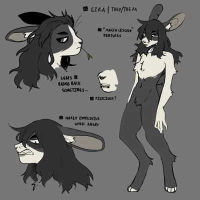 a wild rabbit