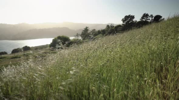 Windy Landscape