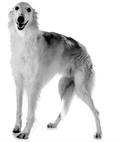 That Dog