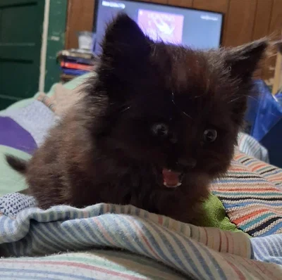 karekore of mixed blood but your Kagechiyo 