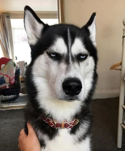 Shadow the Jealous Husky