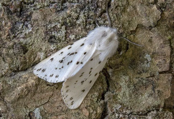 Mary (Hot Moth Mommy)