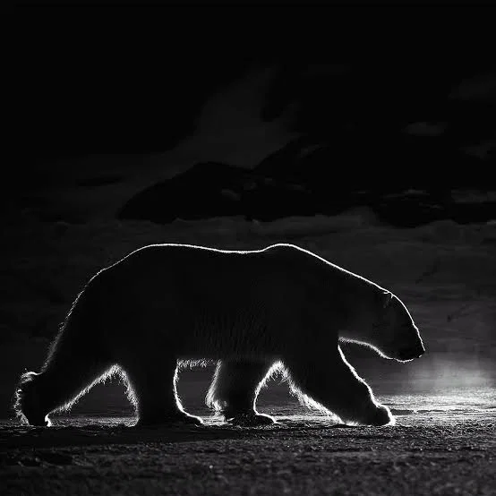 POLAR BEAR