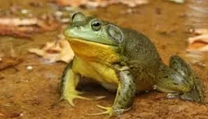 frog