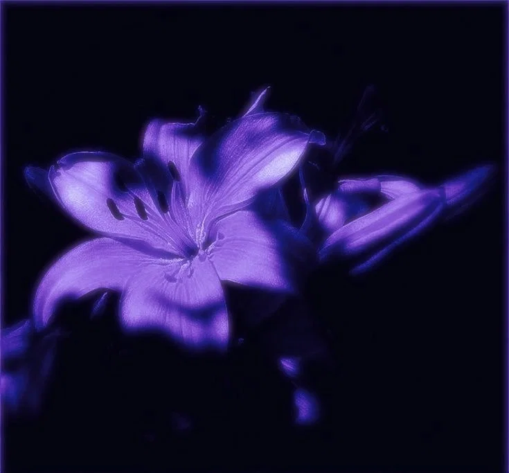 Bot request! (Not a bot) 