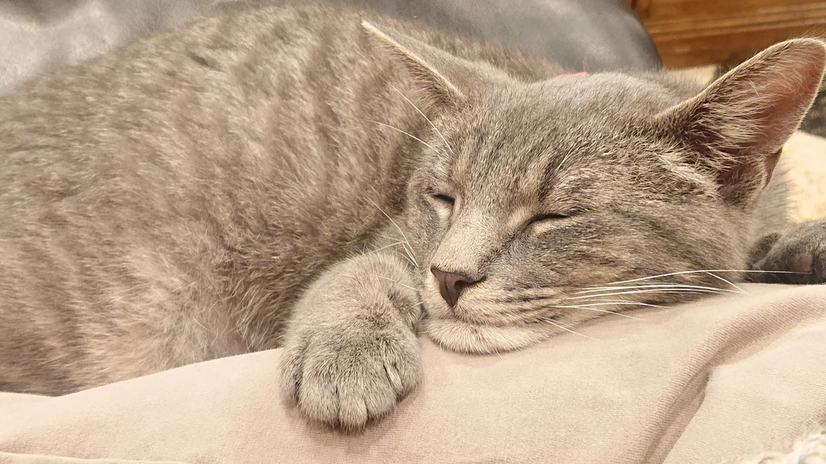 Chat