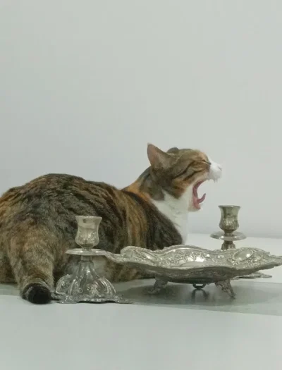 `cat safety`