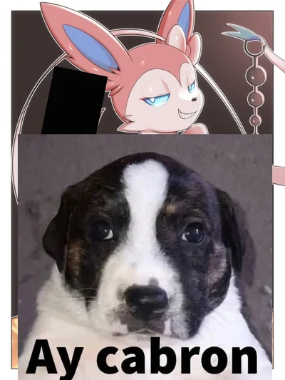 Sylveon - your pokemon 