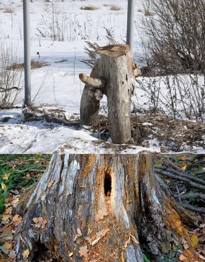 Log With   and Stump With Hole
