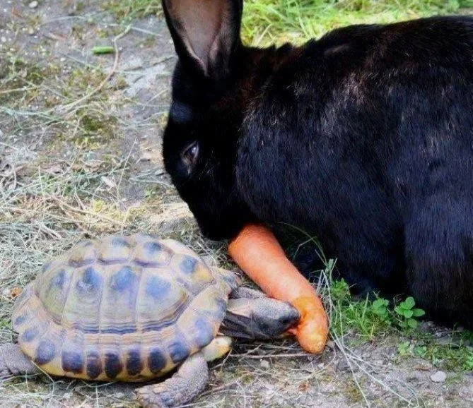 🐇🐢Howard & Phillip🐢🐇