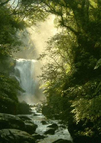 infinite forest