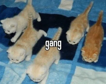 ~A Cat Gang~