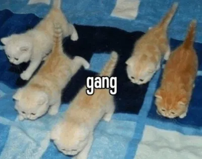 ~A Cat Gang~