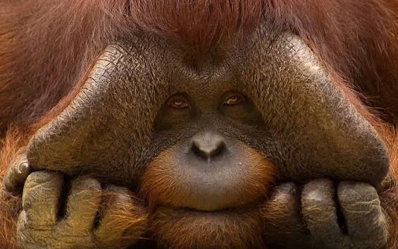 I need ideas