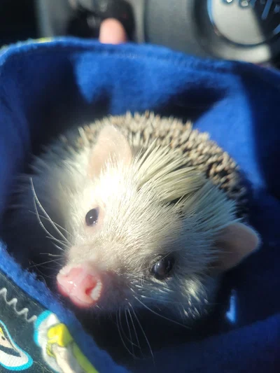 Idk what to post rn so here is a image of my pet hedgehog