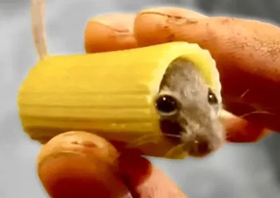 Pasta mouse