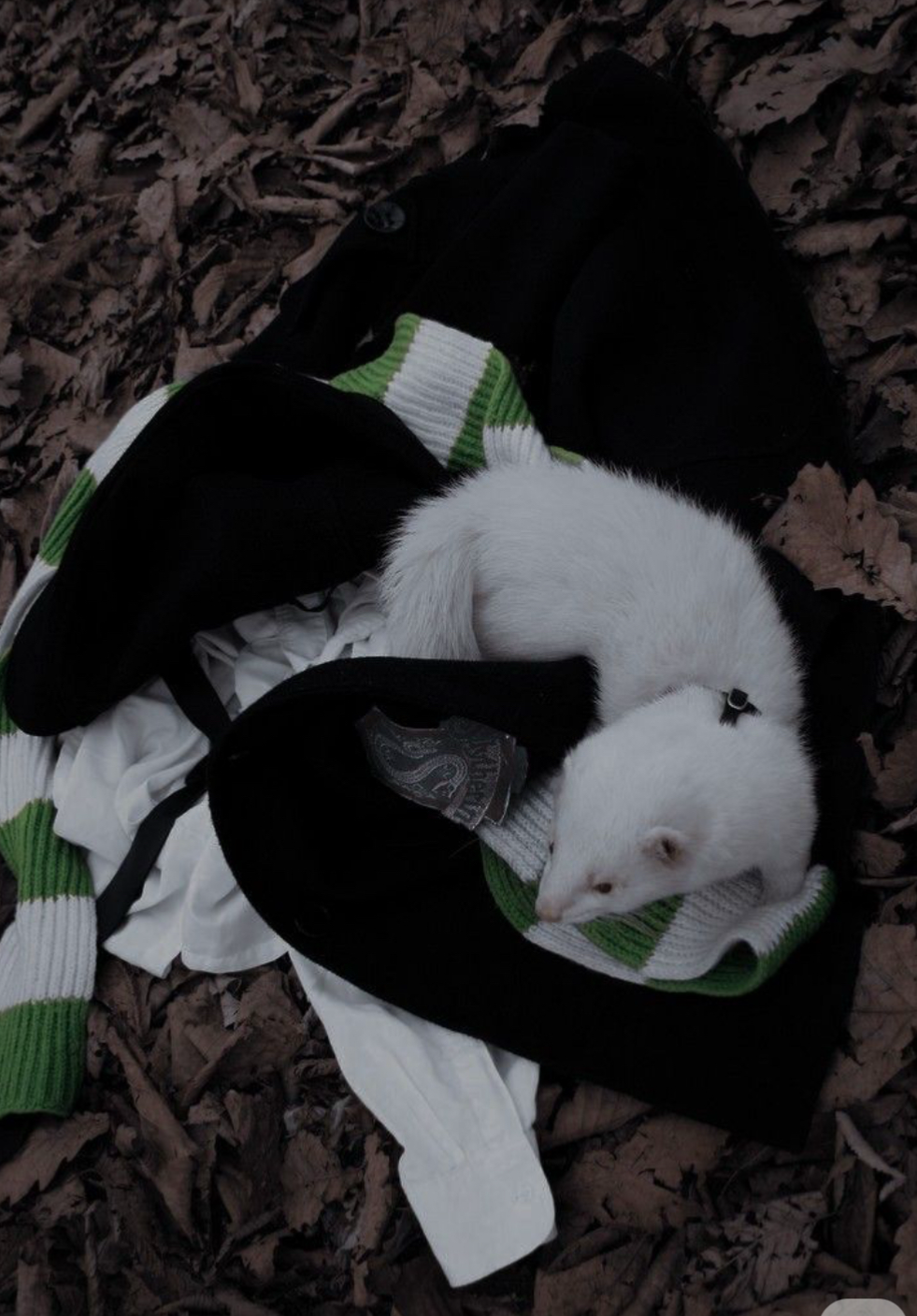 Pov:malfoy’s a ferret hehehe