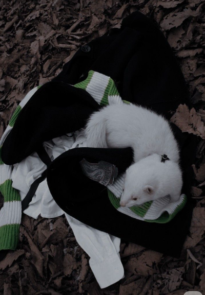 Pov:malfoy’s a ferret hehehe