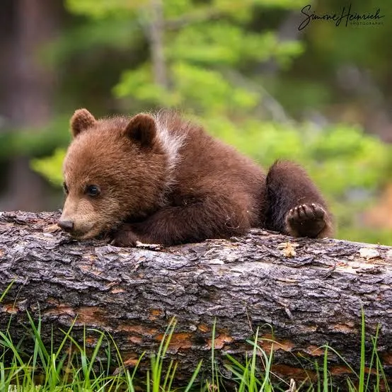 Bear Tamagochi Engine