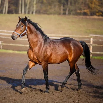 Regular Horse