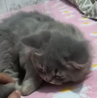 Update about the kitten!