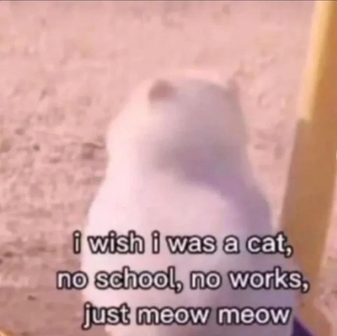 I wish I was a cat