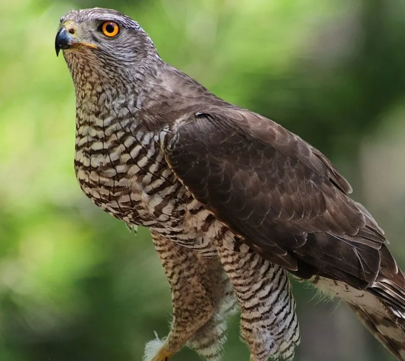  Northern Goshawk 