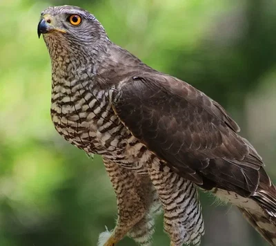  Northern Goshawk 